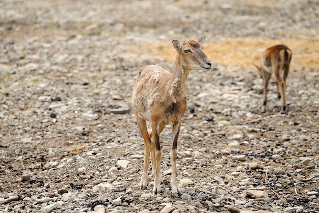 Cerf sur fond de faune. Scène de la faune.