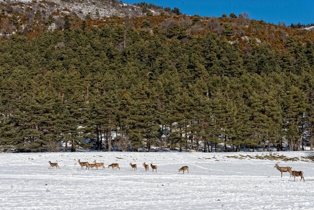 Cerf sur le fond de neige