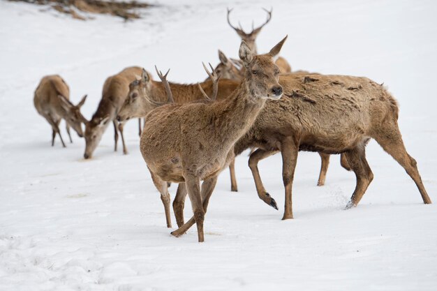 Cerf sur le fond de neige