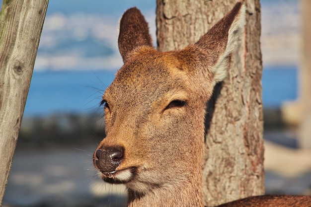 Le cerf sur l'île de Miyajima, Japon