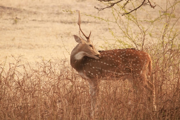 cerf indien ranthambore rajasthan inde