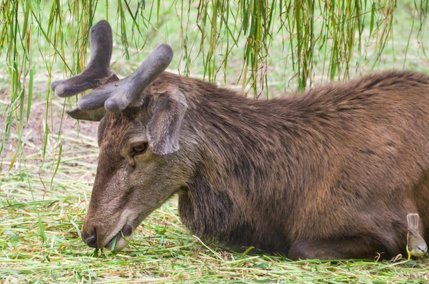 Cerf indigène gisant sur le sol