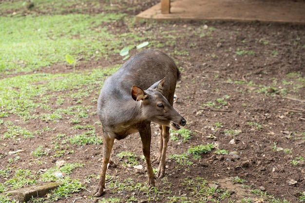 Cerf indonésien à l'intérieur de la cage