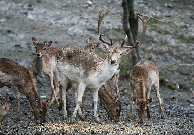 Cerf en jachère dans la forêt consommant du maïs fourni par l'homme