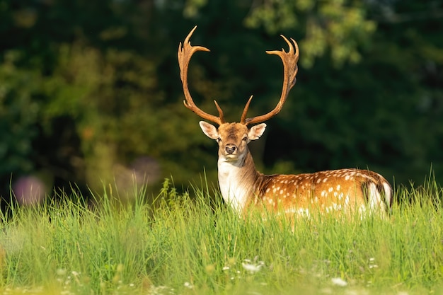 Cerf en jachère massive avec des bois et des taches sur un pré vert en été