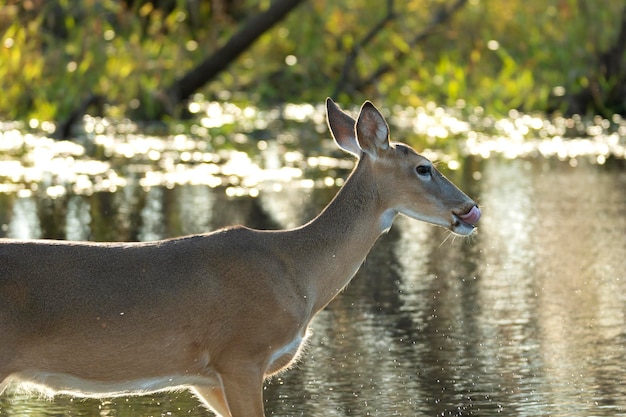 Le cerf Key dans son habitat naturel dans le parc d'État de Floride