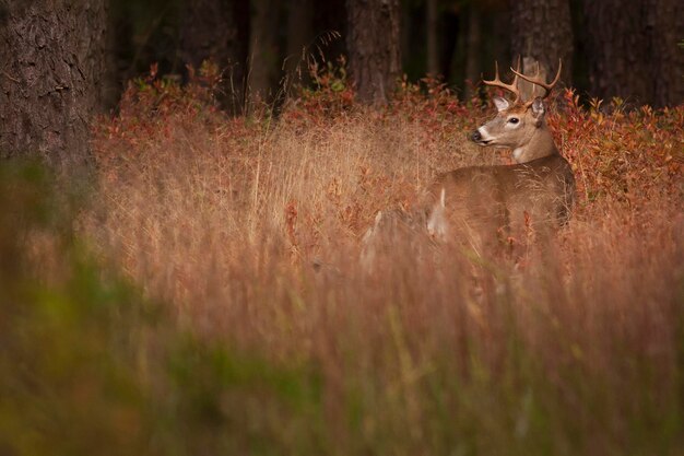 Cerf mâle avec bois camouflé dans les hautes herbes