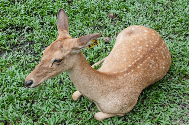 Cerf mâle avec cerf à l'état sauvage