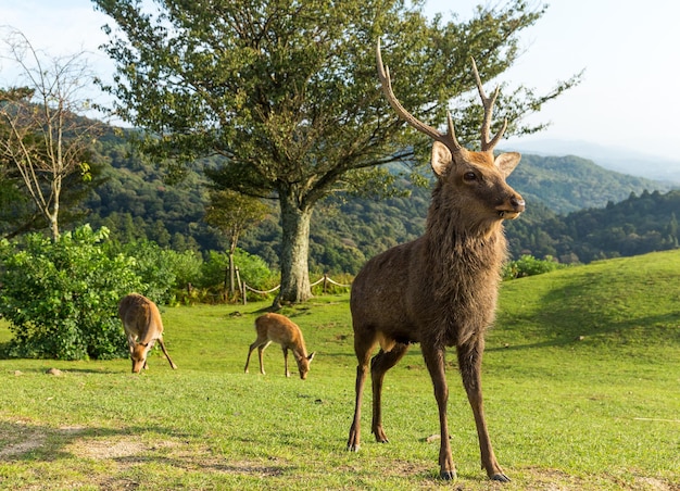 Cerf mâle