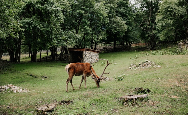 Un cerf mange de l'herbe au zoo