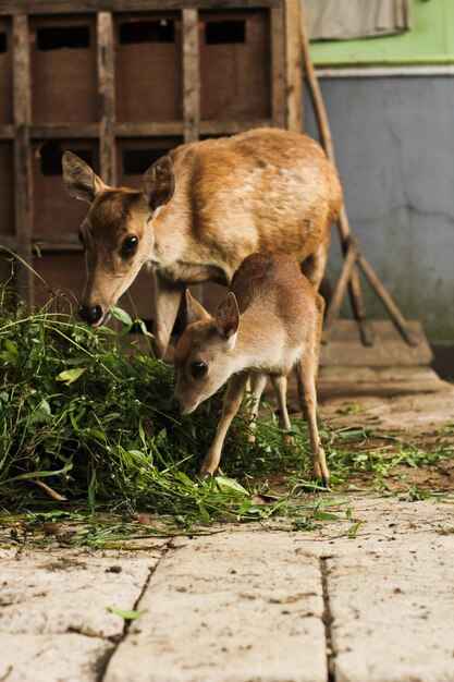 Le cerf mange de l'herbe dans l'étable