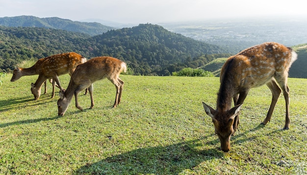 Cerf mangeant de l'herbe ensemble