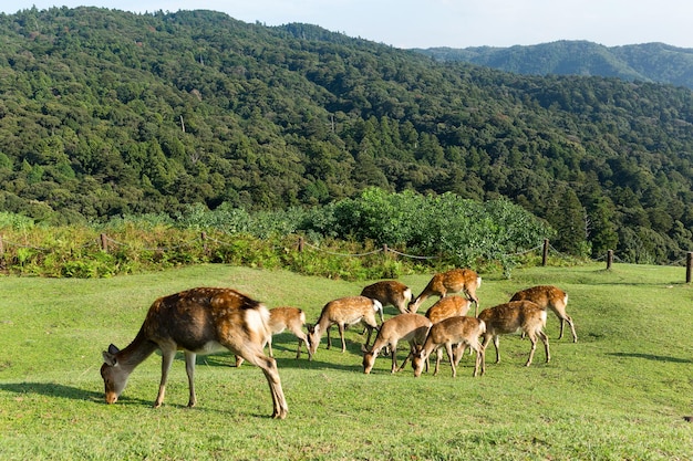 Cerf mangeant de l'herbe