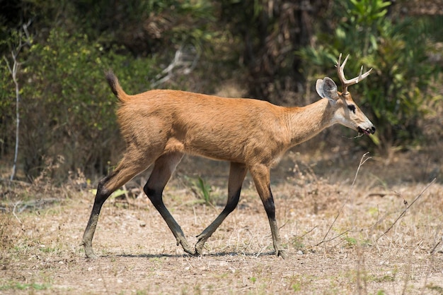 Cerf des marais pantanal Brésil