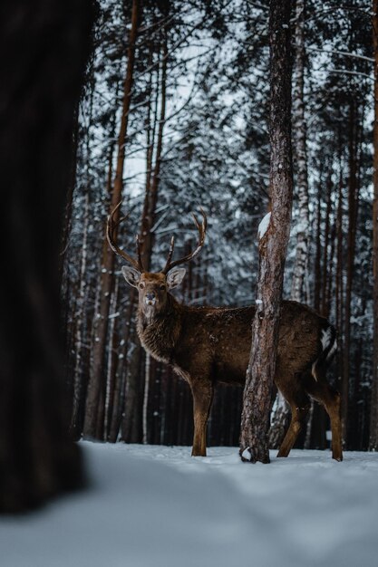 Cerf marchant sur l'arbre moyen lo