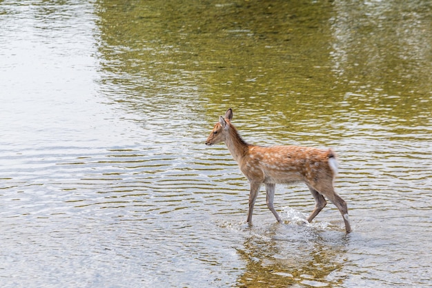 Cerf marchant sur le lac