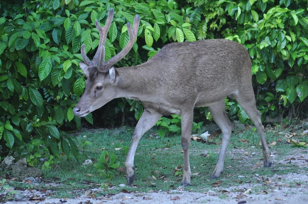 Un cerf marche dans la jungle.