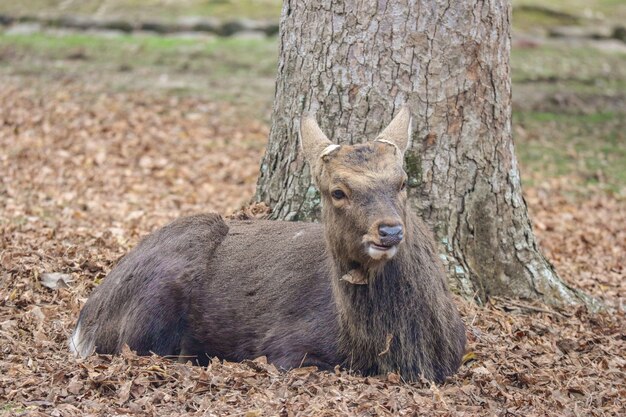 Cerf mignon japonais sympathique sauvage assis et se détendre.