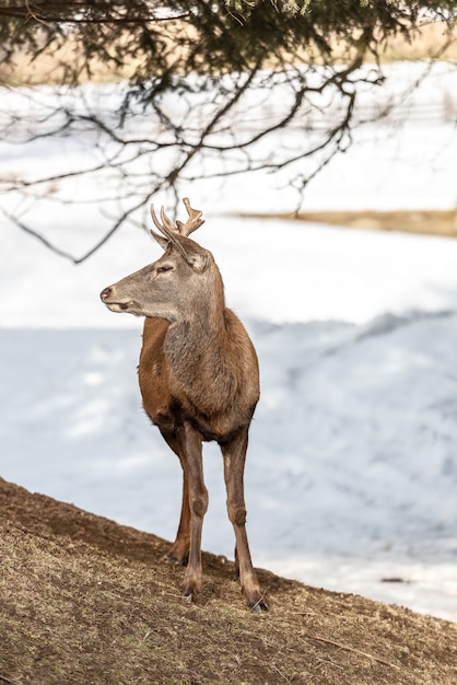 Cerf paisible se reposant sous un arbre en hiver, froide journée d&#39;hiver