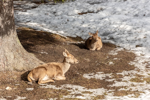 Cerf paisible se reposant sous un arbre en hiver, froide journée d&#39;hiver