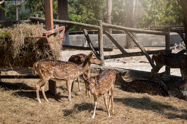 Cerf paissant dans le zoo