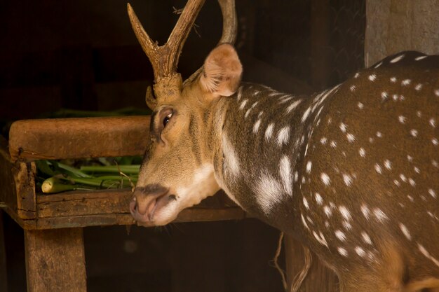 Le cerf le prend pour se frotter contre le bois.