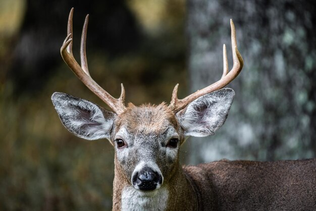 Photo cerf à queue blanche avec des cornes 9 points poconos pennsylvanie saison de chasse