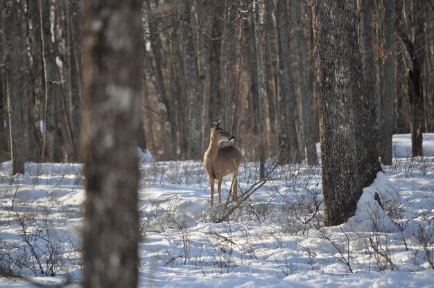 Photo le cerf à queue blanche dans les bois