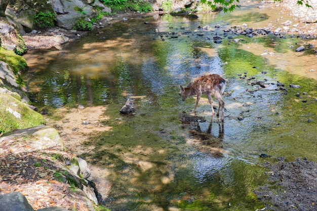 Un cerf qui boit de l'eau dans la rivière