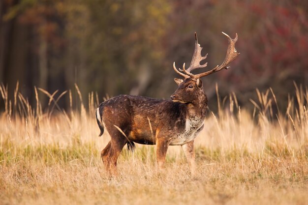 Photo un cerf qui regarde par-dessus l'épaule sur un champ en automne