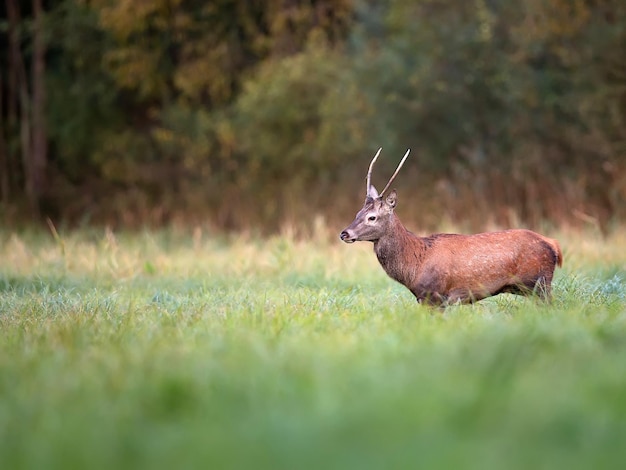 Photo un cerf rouge dans une clairière