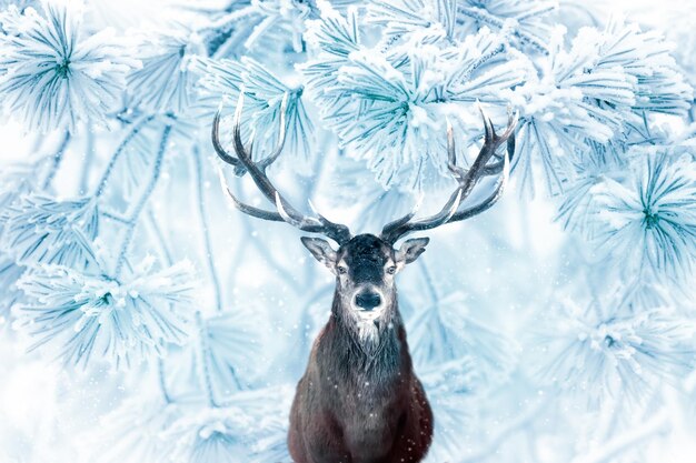 Cerf rouge dans la forêt enneigée Image de Noël d'hiver