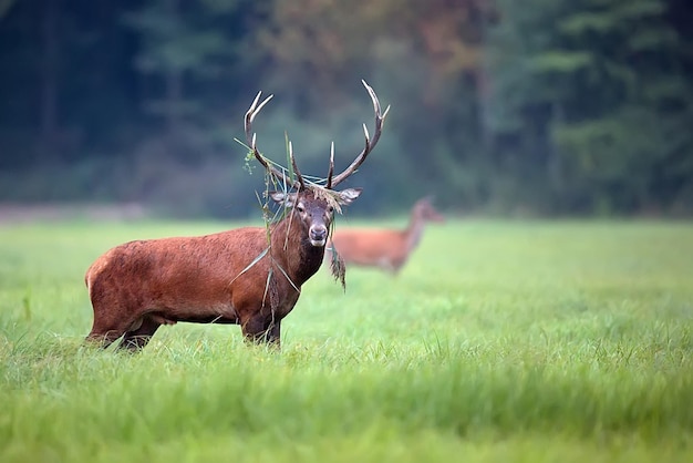 Un cerf rouge à l'état sauvage