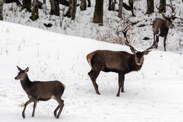 Un cerf rouge sur un fond de neige