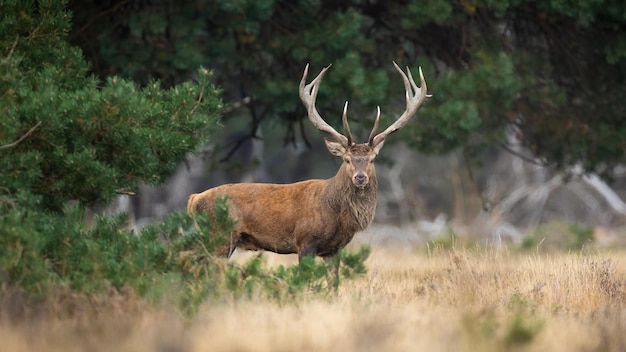 Photo cerf rouge majestueux regardant vers la caméra dans la forêt de pins