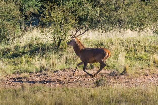 Cerf rouge mâle dans la Pampa en Argentine Réserve naturelle du parc Luro