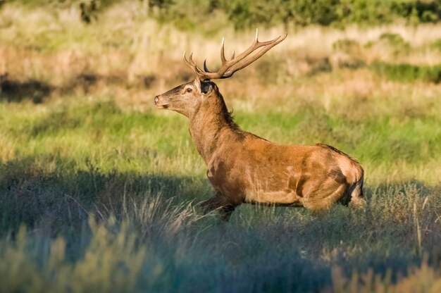 Cerf rouge mâle dans la réserve naturelle de La Pampa Argentine Parque Luro