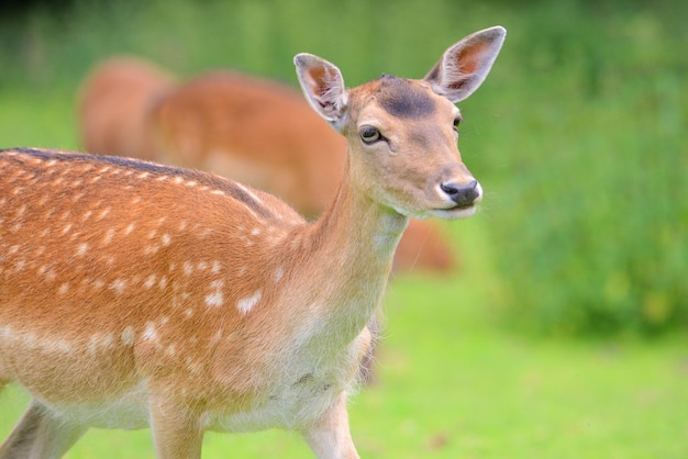 Cerf rouge sur un pré