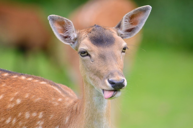 Cerf rouge sur un pré