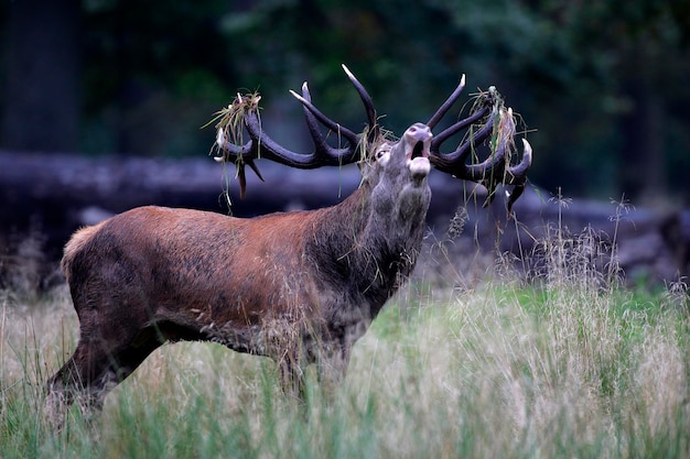 Photo cerf rouge qui sonne pendant la rutine cerf rouge en chaleur mâle cervus elaphus