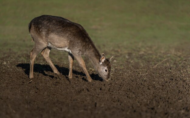 Le cerf rouge