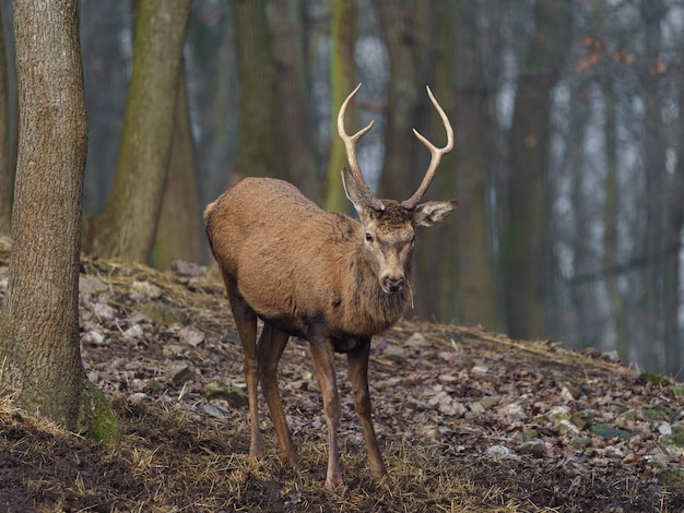 Photo cerf rouge