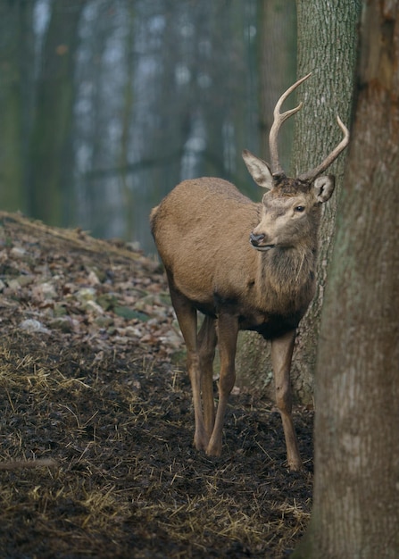 Cerf rouge