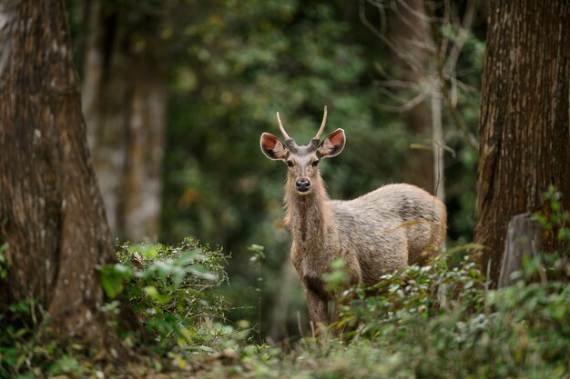 Cerf Sambar mâle (Rusa unicolor) dans la nature au sanctuaire de la faune de Phu Khiew, Thaïlande