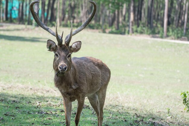 Cerf Sangai ou Thamin