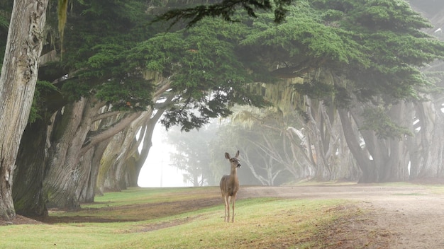 Cerf sauvage broutant tunnel ou couloir de cyprès animal fauve dans la forêt brumeuse