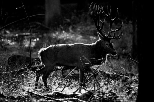 Cerf sauvage dans un paysage forestier noir et blanc