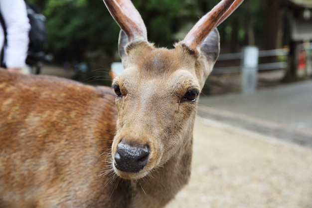 Cerf sauvage dans la ville de nara au Japon