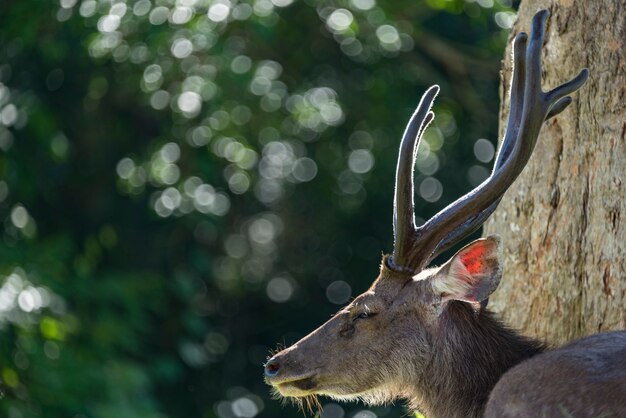 Photo cerf sauvage en forêt tropicale