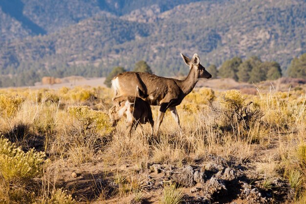 Cerf sauvage à Great Sand Dunes National Park, Colorado.